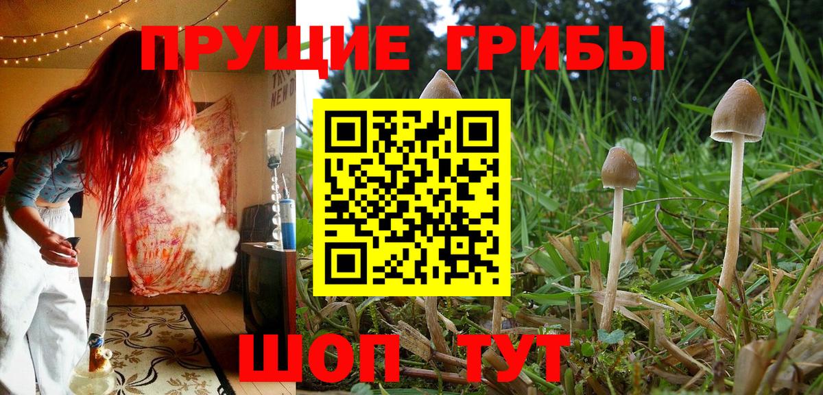 Заволжье  Псилоцибиновые грибы GOLDEN TEACHER  Вход с VPN 